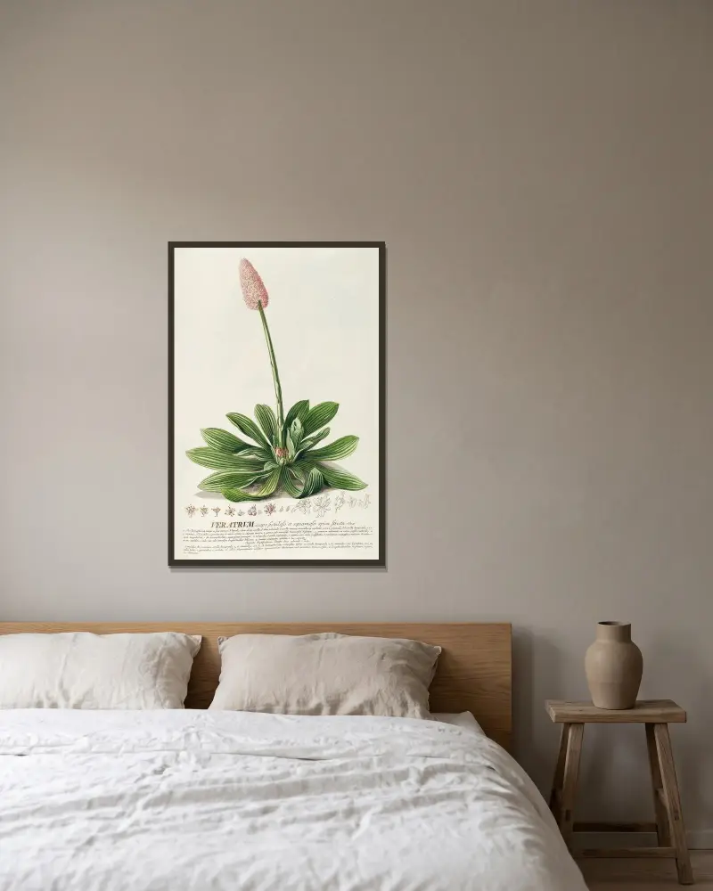 Veratrum von Georg Dionysius Ehret gerahmt an einer Wand