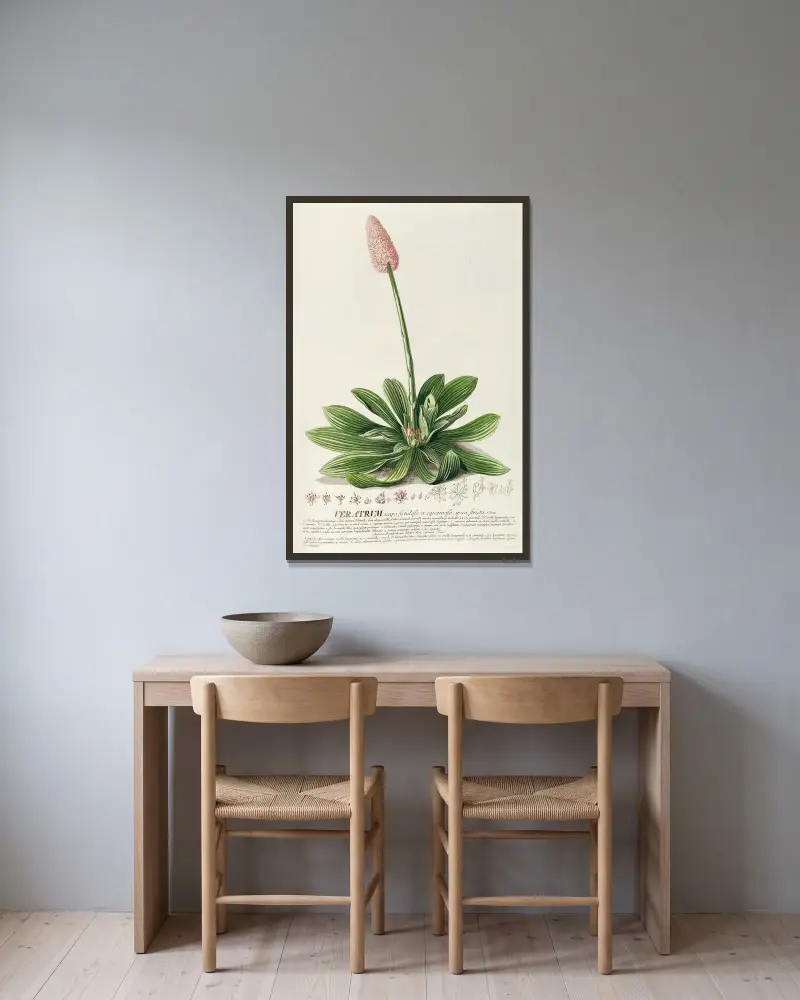Veratrum von Georg Dionysius Ehret gerahmt an einer Wand