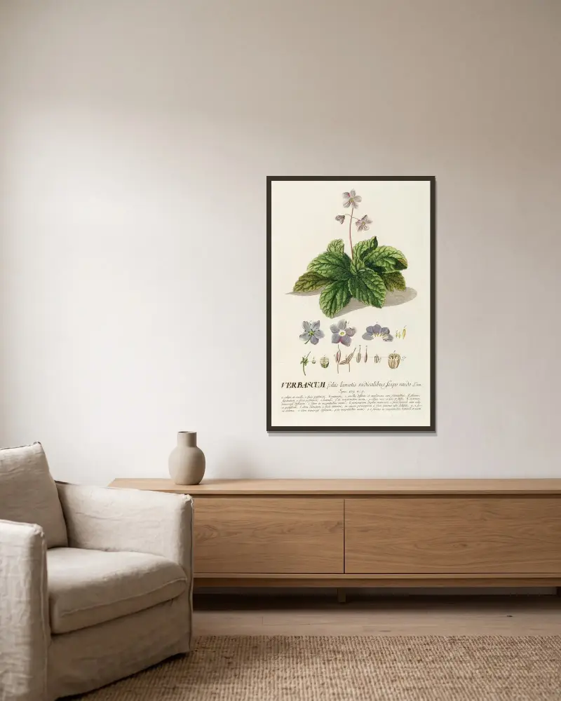 Verbascum von Georg Dionysius Ehret gerahmt an einer Wand