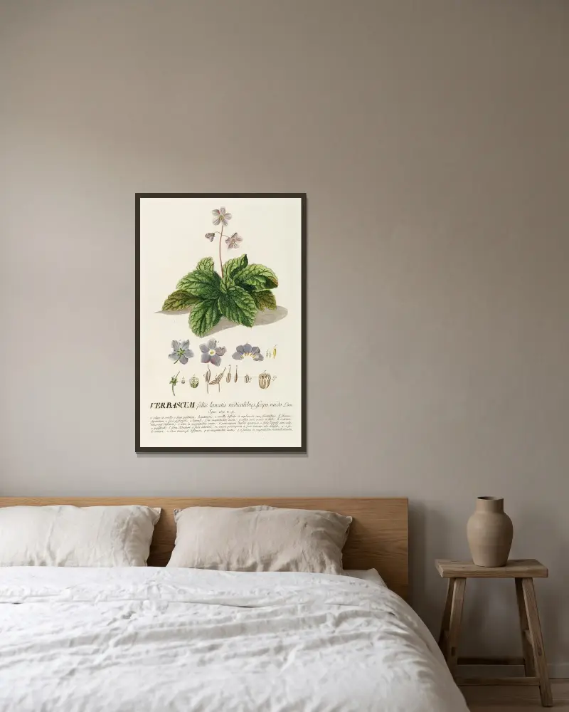 Verbascum von Georg Dionysius Ehret gerahmt an einer Wand