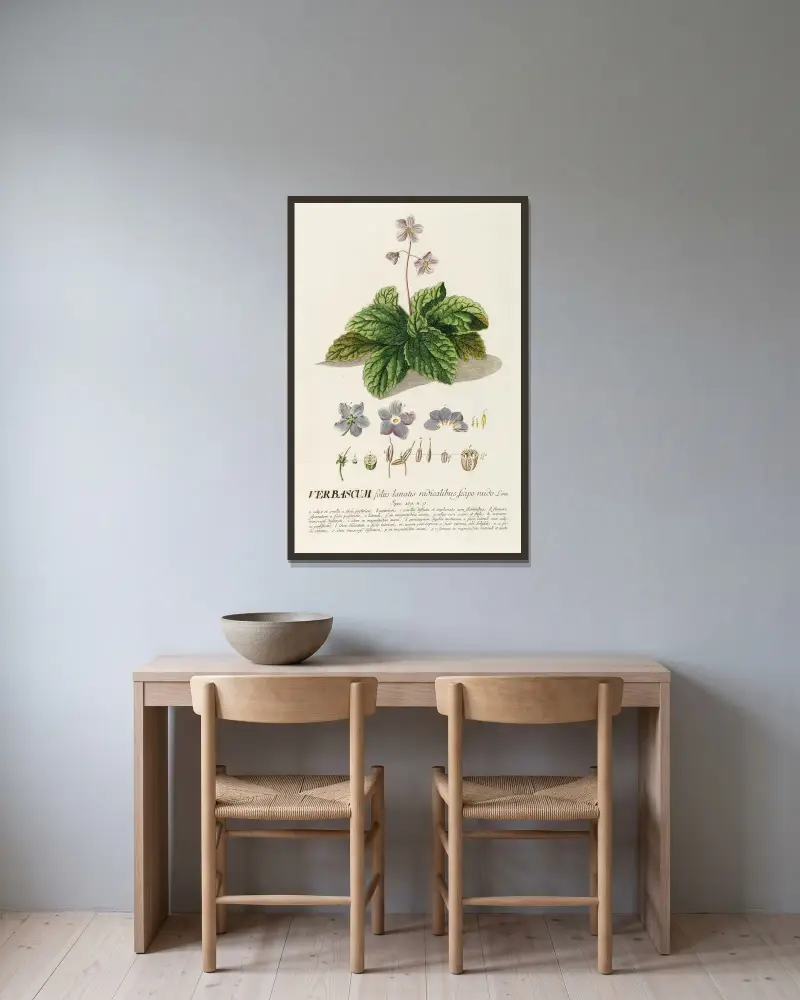 Verbascum von Georg Dionysius Ehret gerahmt an einer Wand