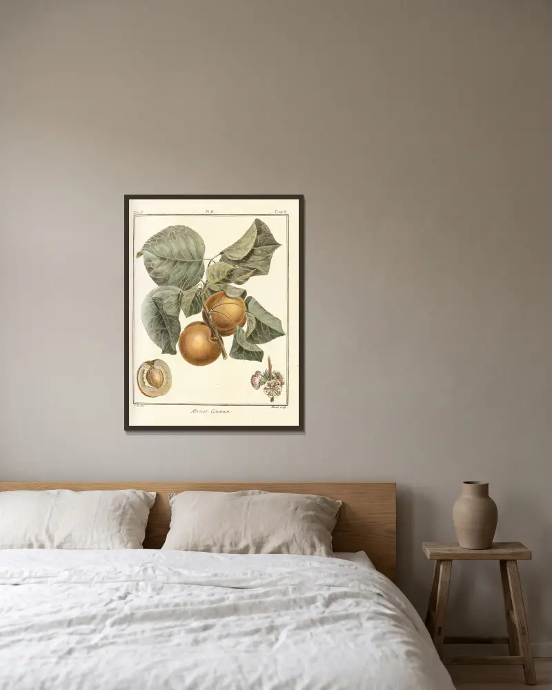 Traité des arbres fruitiers Pl.06 av Henri-Louis Duhamel du Monceau inramad på en vägg