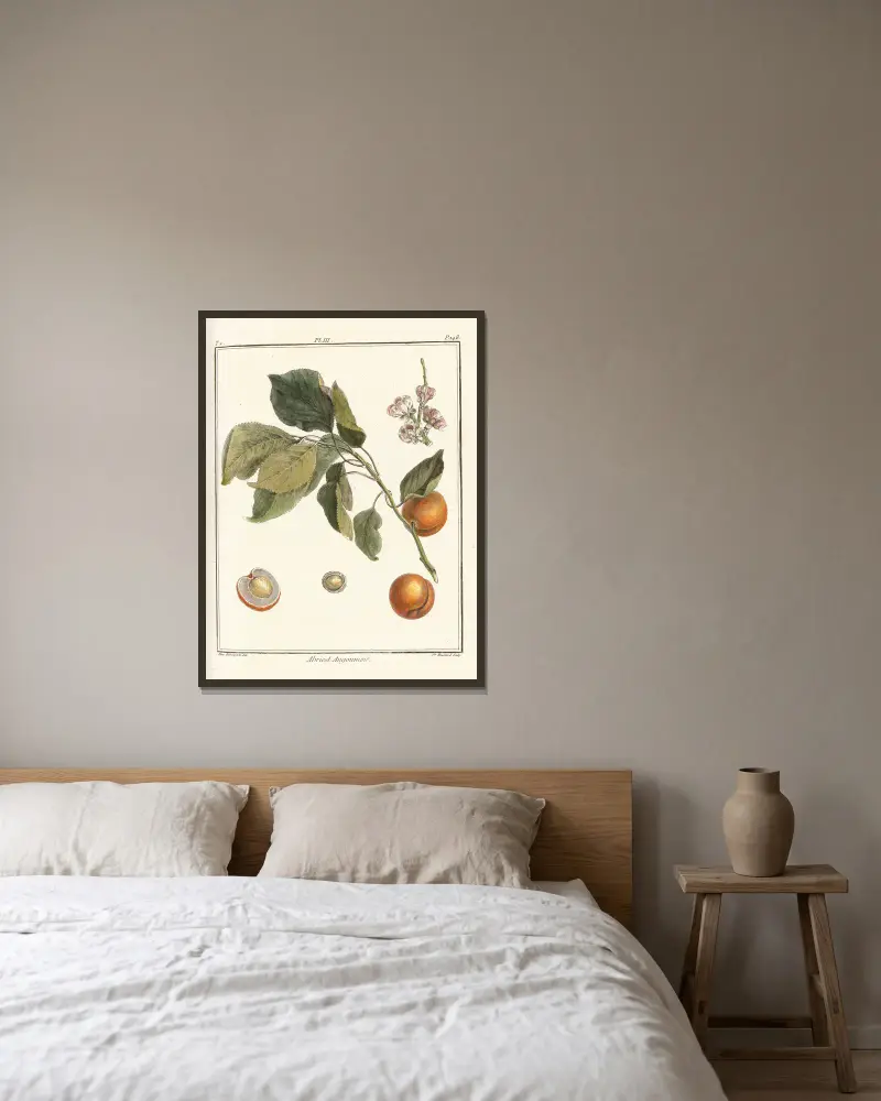 Traité des arbres fruitiers Pl.07 av Henri-Louis Duhamel du Monceau inramad på en vägg