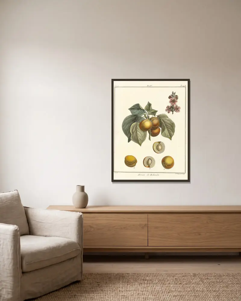 Traité des arbres fruitiers Pl.08 av Henri-Louis Duhamel du Monceau inramad på en vägg