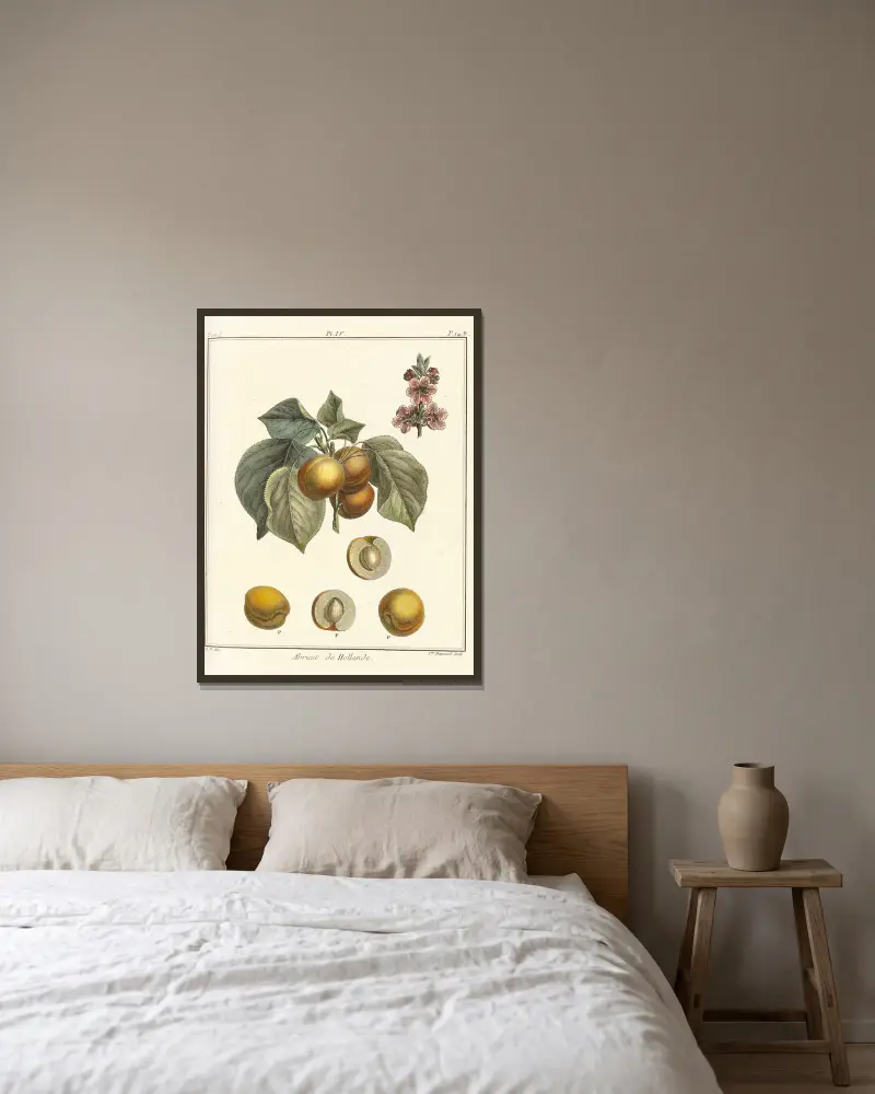Traité des arbres fruitiers Pl.08 av Henri-Louis Duhamel du Monceau inramad på en vägg