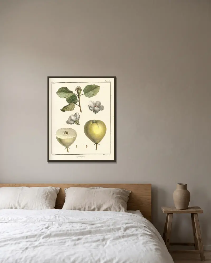 Traité des arbres fruitiers Pl.28 av Henri-Louis Duhamel du Monceau inramad på en vägg