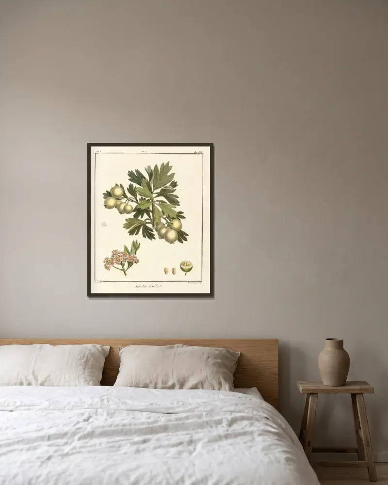 Traité des arbres fruitiers Pl.56 av Henri-Louis Duhamel du Monceau inramad på en vägg