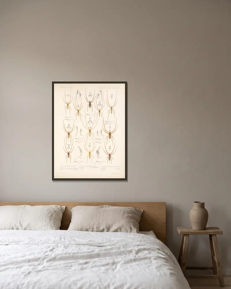 Spinnen und andere Arachniden, Tafel 02 von Frederick DuCane Godman gerahmt an einer Wand