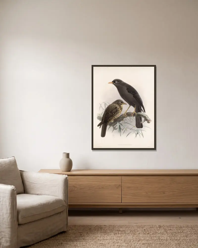 Aves Pl 04 von Frederick DuCane Godman gerahmt an einer Wand