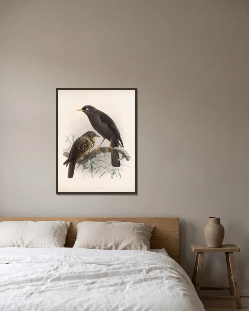 Aves Pl 04 von Frederick DuCane Godman gerahmt an einer Wand