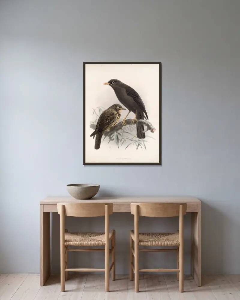 Aves Pl 04 von Frederick DuCane Godman gerahmt an einer Wand