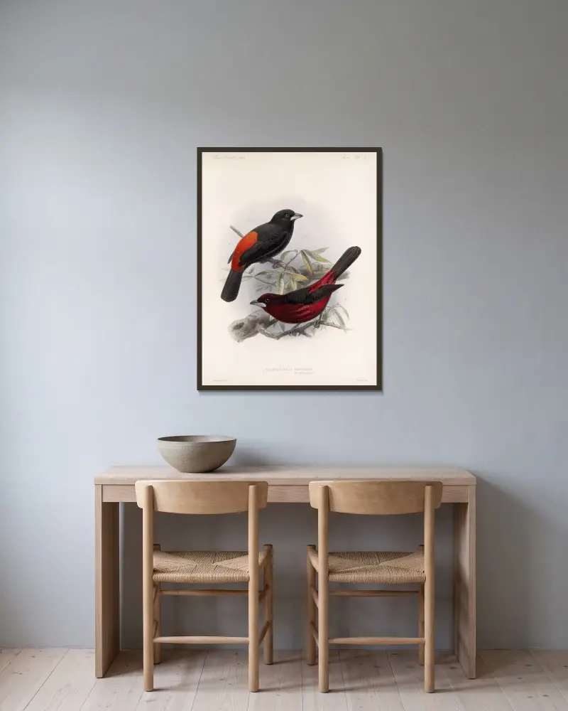 Aves Pl 19, Frederick DuCane Godman v rámu na stěně