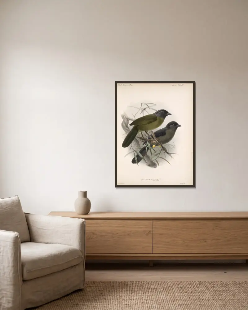 Aves Pl 24, Frederick DuCane Godman v rámu na stěně