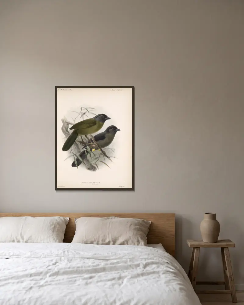 Aves Pl 24, Frederick DuCane Godman v rámu na stěně