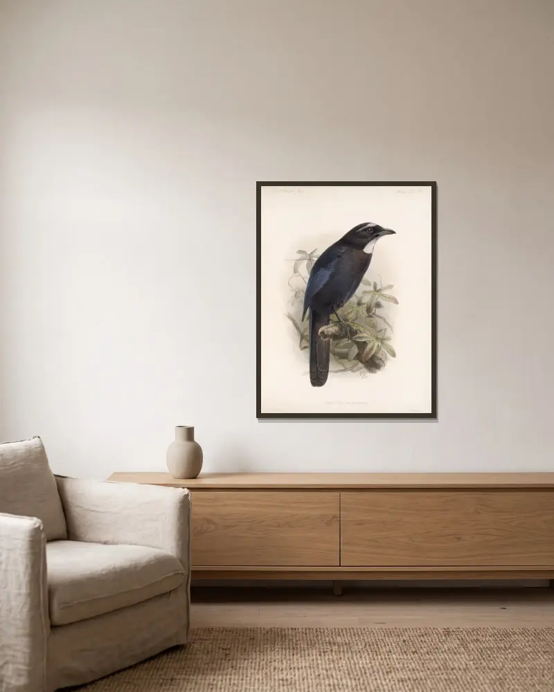 Aves Pl 35, Frederick DuCane Godman w ramie na ścianie