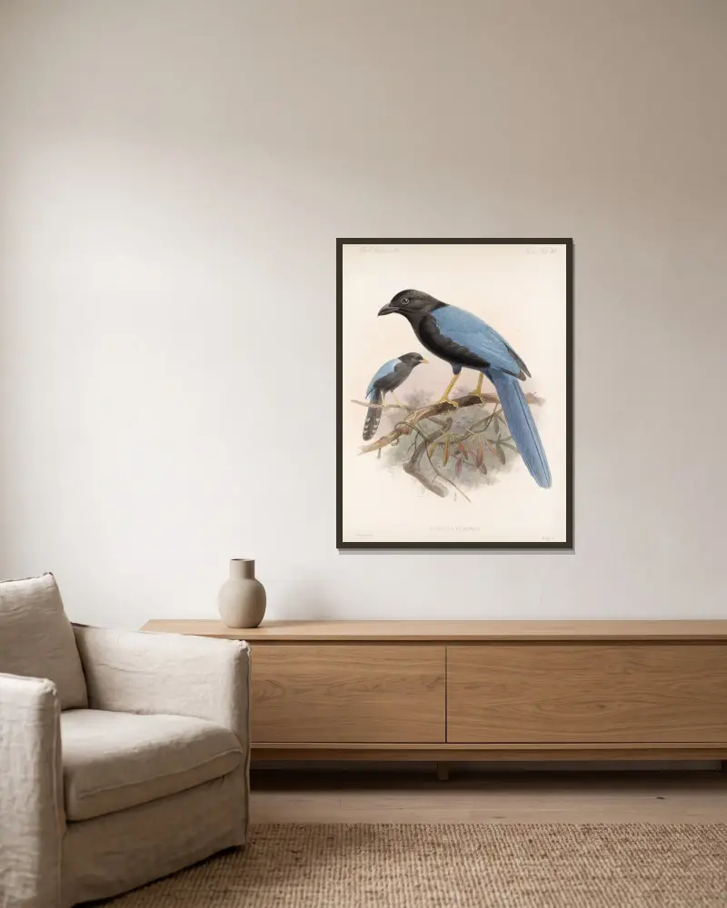 Aves Pl 36, Frederick DuCane Godman w ramie na ścianie