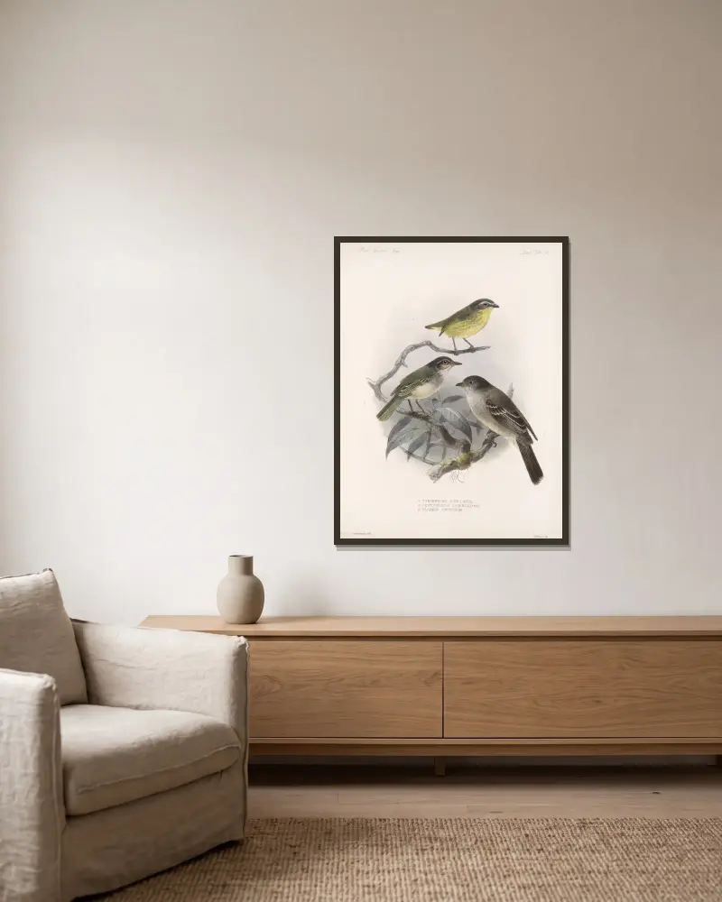 Aves Pl 37, Frederick DuCane Godman w ramie na ścianie