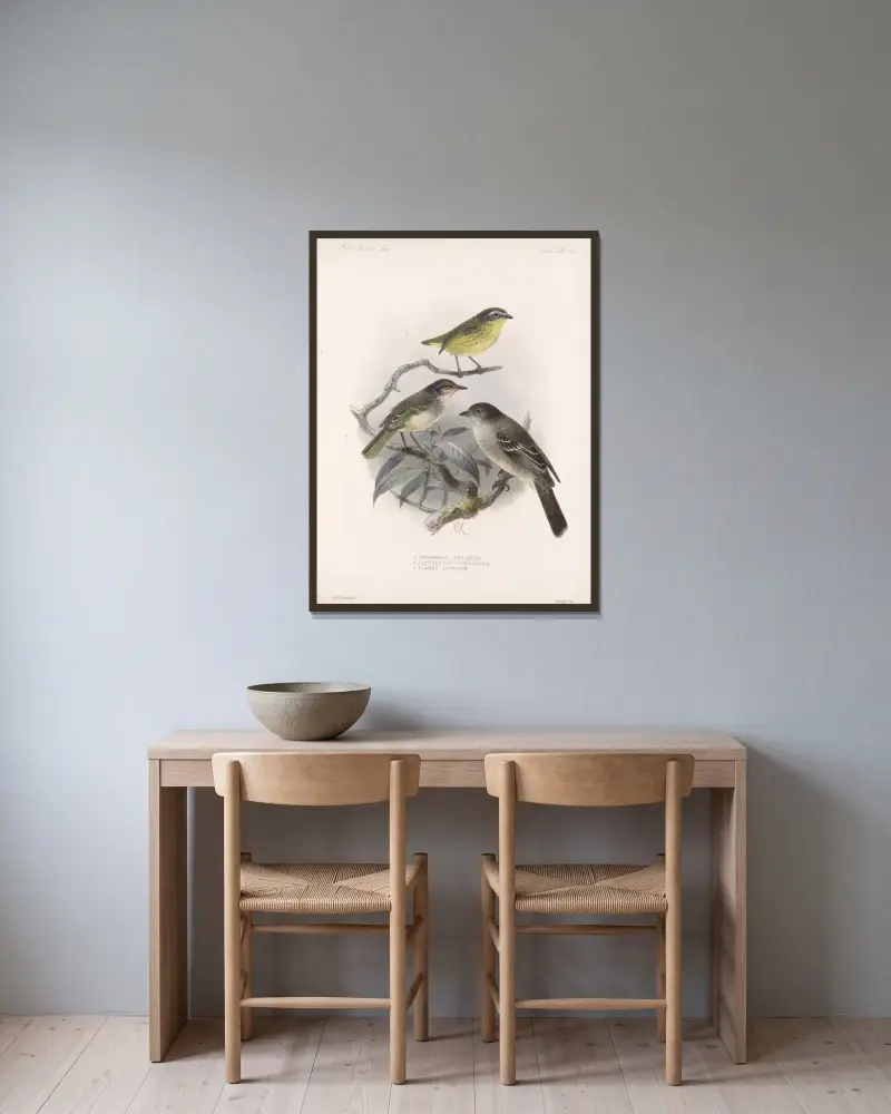 Aves Pl 37, Frederick DuCane Godman w ramie na ścianie