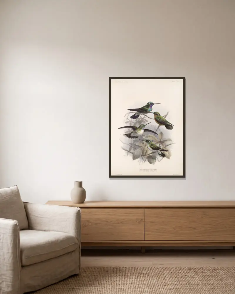 Aves Pl 55, Frederick DuCane Godman w ramie na ścianie