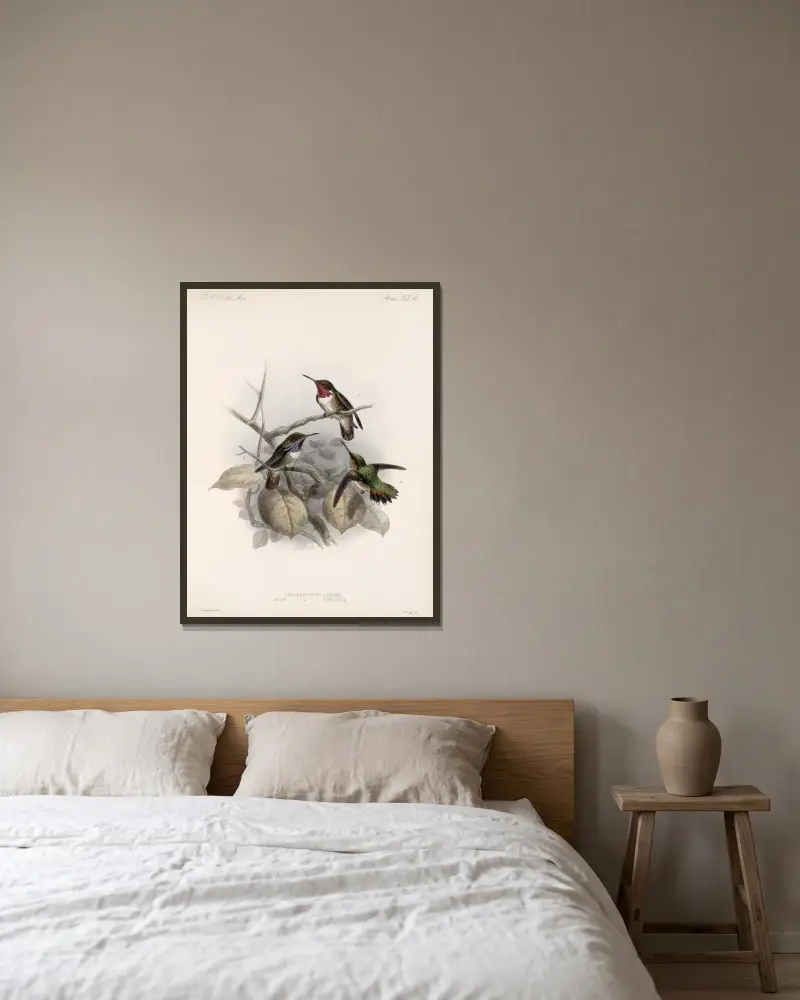 Aves Pl 58, Frederick DuCane Godman v rámu na stěně