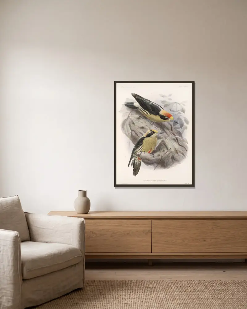 Aves Pl 65, Frederick DuCane Godman v rámu na stěně