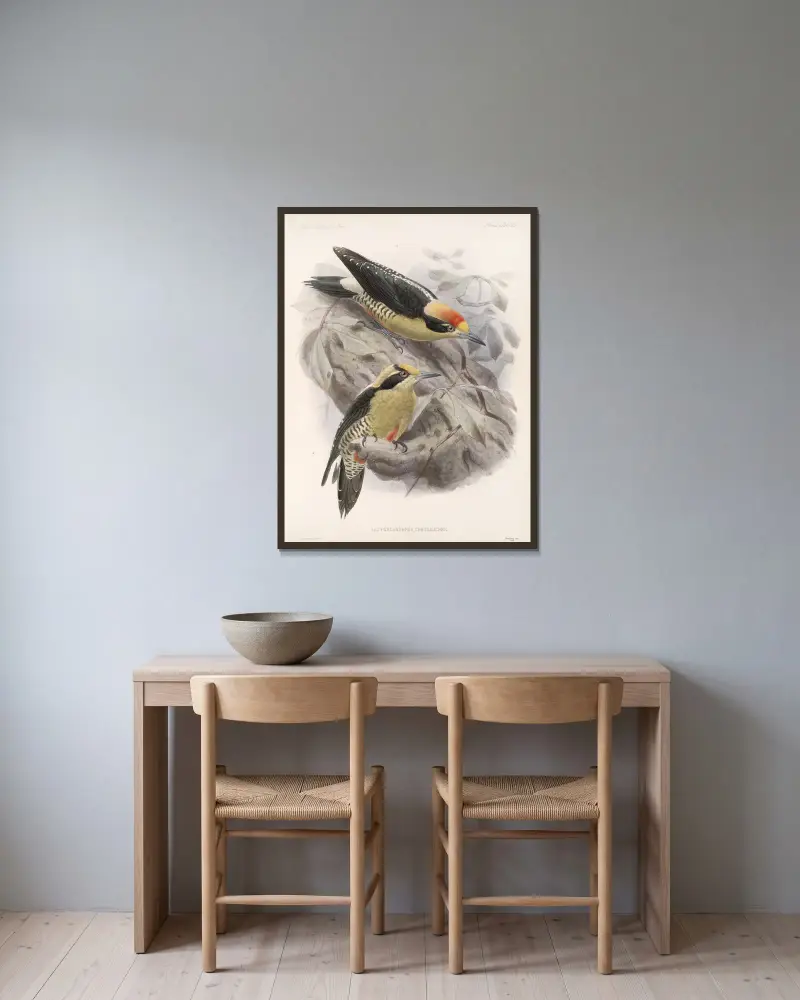 Aves Pl 65, Frederick DuCane Godman v rámu na stěně