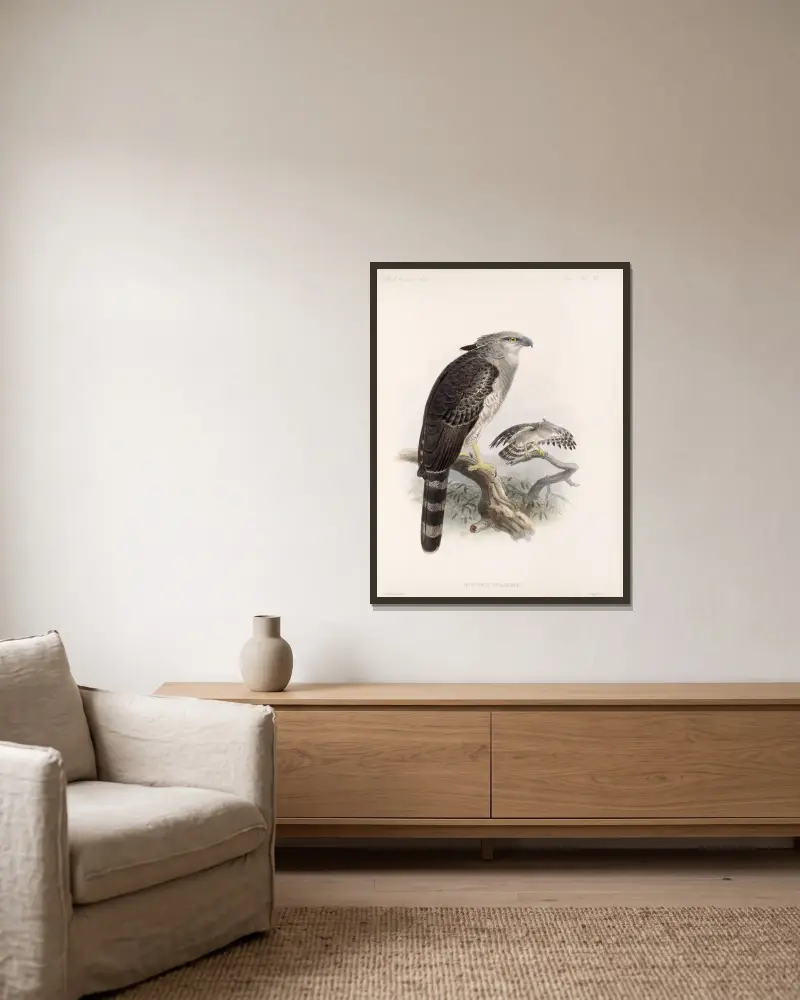 Aves Pl 68, Frederick DuCane Godman w ramie na ścianie