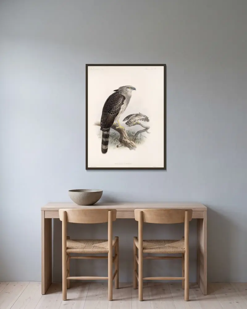 Aves Pl 68, Frederick DuCane Godman w ramie na ścianie