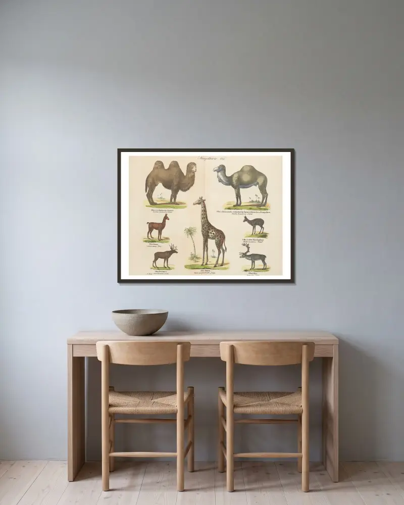 Atlas zoologiczny w 45 tablicach Pl.10 av D. E. Friedlein inramad på en vägg