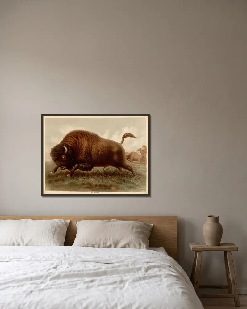 Amerikansk bison (Bos americanus) av F. E. Wachsmuth inramad på en vägg