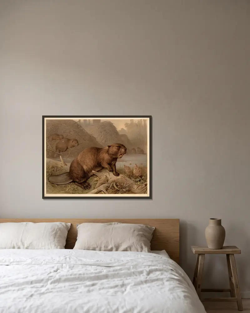 Biber (Castor fiber) von F. E. Wachsmuth gerahmt an einer Wand