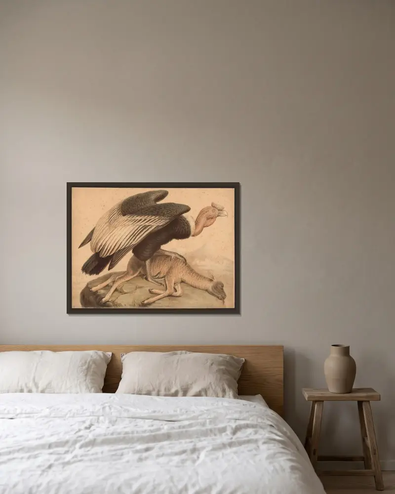 Kondor (Sarcoramphus gryphus) av F. E. Wachsmuth inramad på en vägg