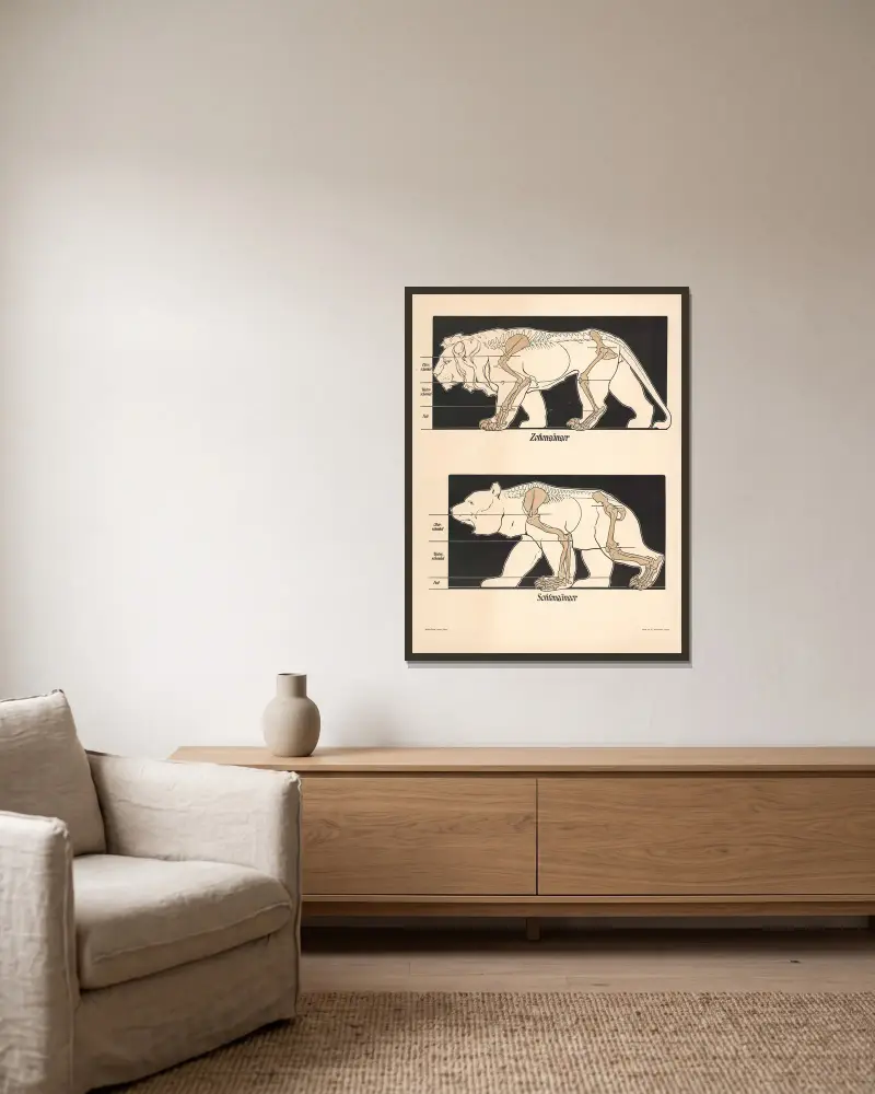 Digitigrade, Plantigrade von F. E. Wachsmuth gerahmt an einer Wand