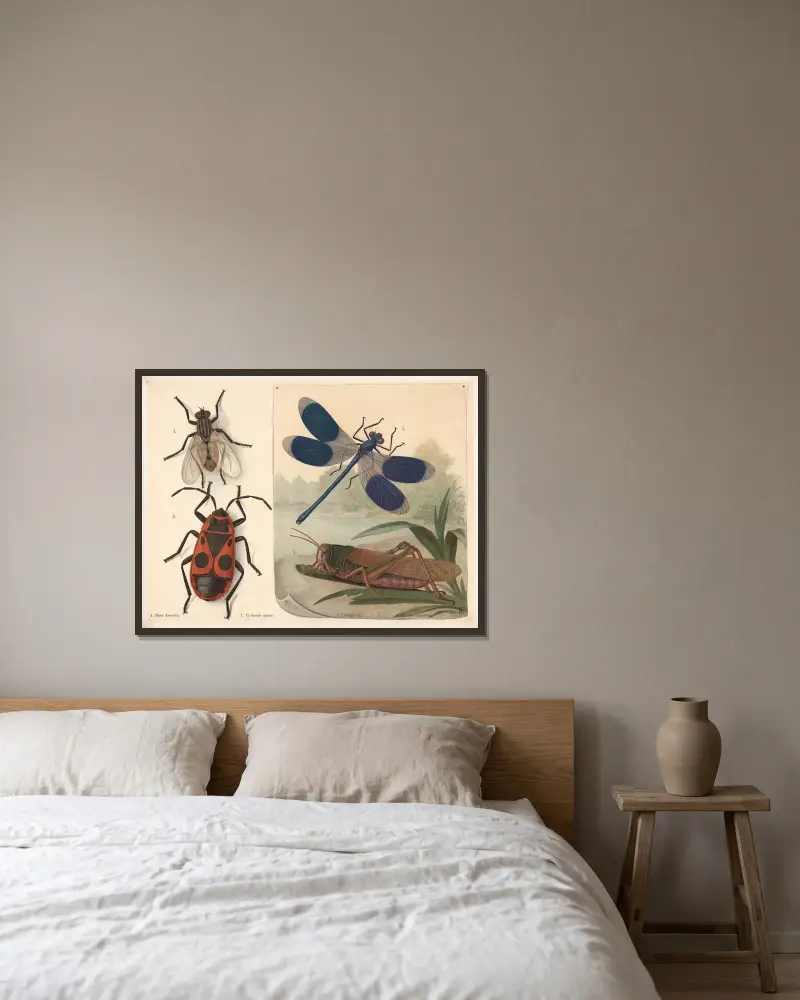 Fly, ladybug, dragonfly, and grasshopper av F. E. Wachsmuth inramad på en vägg