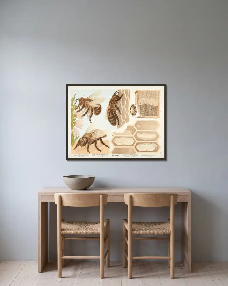Honeybee (Apis mellifica) von F. E. Wachsmuth gerahmt an einer Wand
