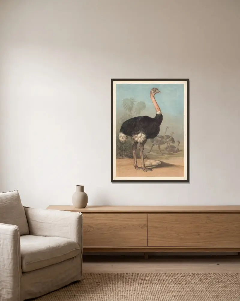 Ostrich (Struthio camelus) von F. E. Wachsmuth gerahmt an einer Wand