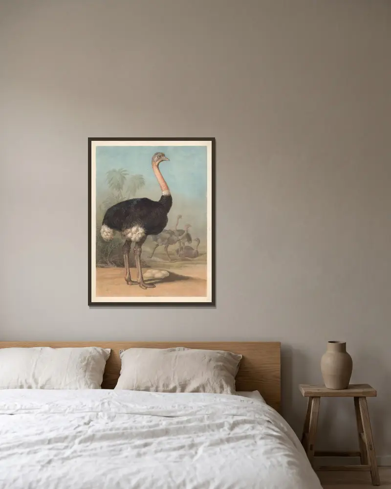 Ostrich (Struthio camelus) von F. E. Wachsmuth gerahmt an einer Wand