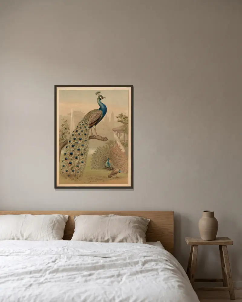 Peafowl (Pavo cristatus) av F. E. Wachsmuth inramad på en vägg