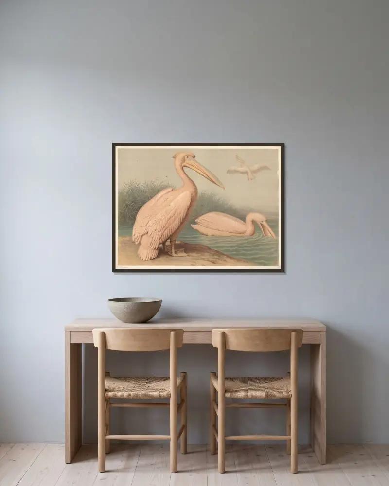 Pelican (Pelecanus onocrotalus) von F. E. Wachsmuth gerahmt an einer Wand