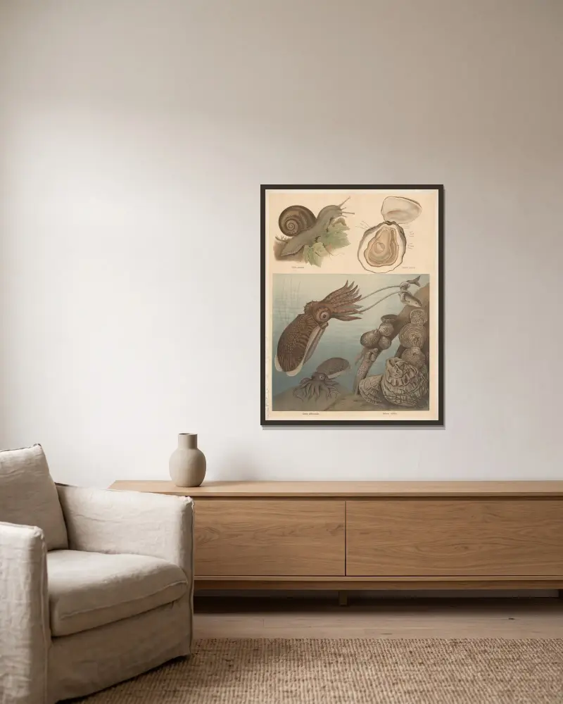 Tintenfisch, Schnecke und Auster von F. E. Wachsmuth gerahmt an einer Wand