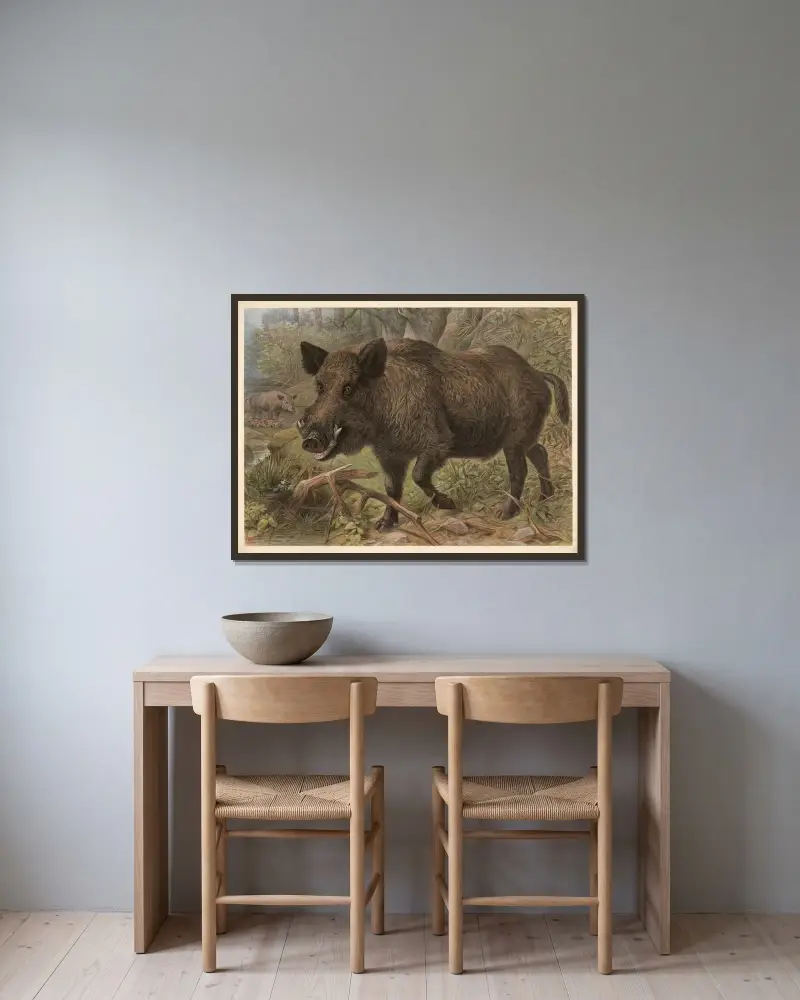 Vildsvin (Sus scrofa) av F. E. Wachsmuth inramad på en vägg