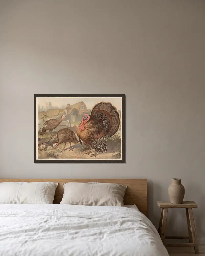 Kalkon (Meleagris gallopavo) av F. E. Wachsmuth inramad på en vägg
