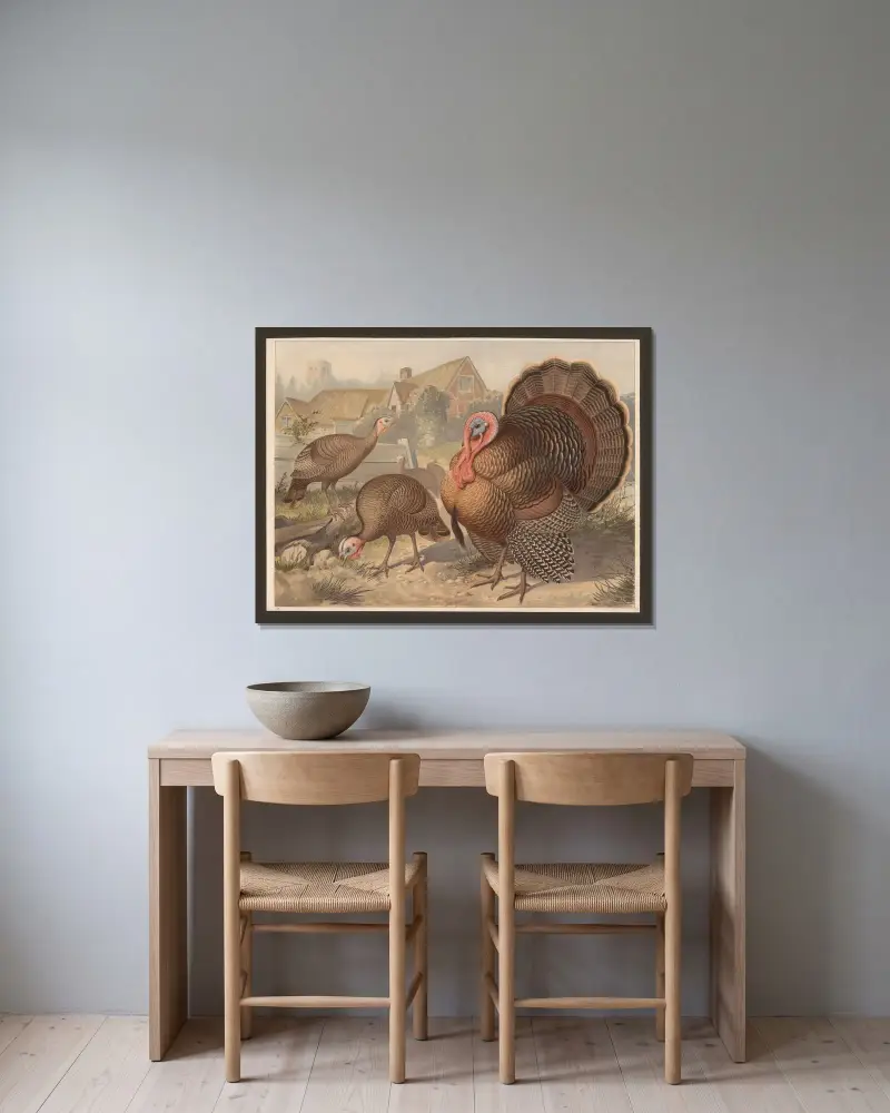 Kalkon (Meleagris gallopavo) av F. E. Wachsmuth inramad på en vägg