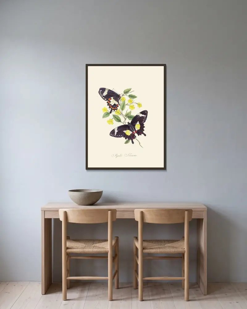 Ein Abriss der Naturgeschichte der Insekten von Neuholland, Neuseeland Taf. 12 von Edward Donovan gerahmt an einer Wand