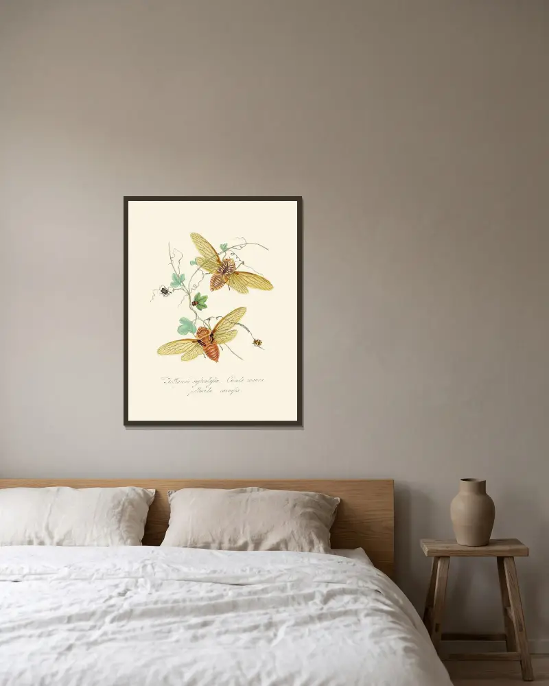 Ein Abriss der Naturgeschichte der Insekten von Neuholland und Neuseeland, Tafel 9 von Edward Donovan gerahmt an einer Wand