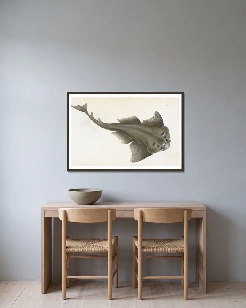 Angel shark, Squalus Squatina av Edward Donovan inramad på en vägg