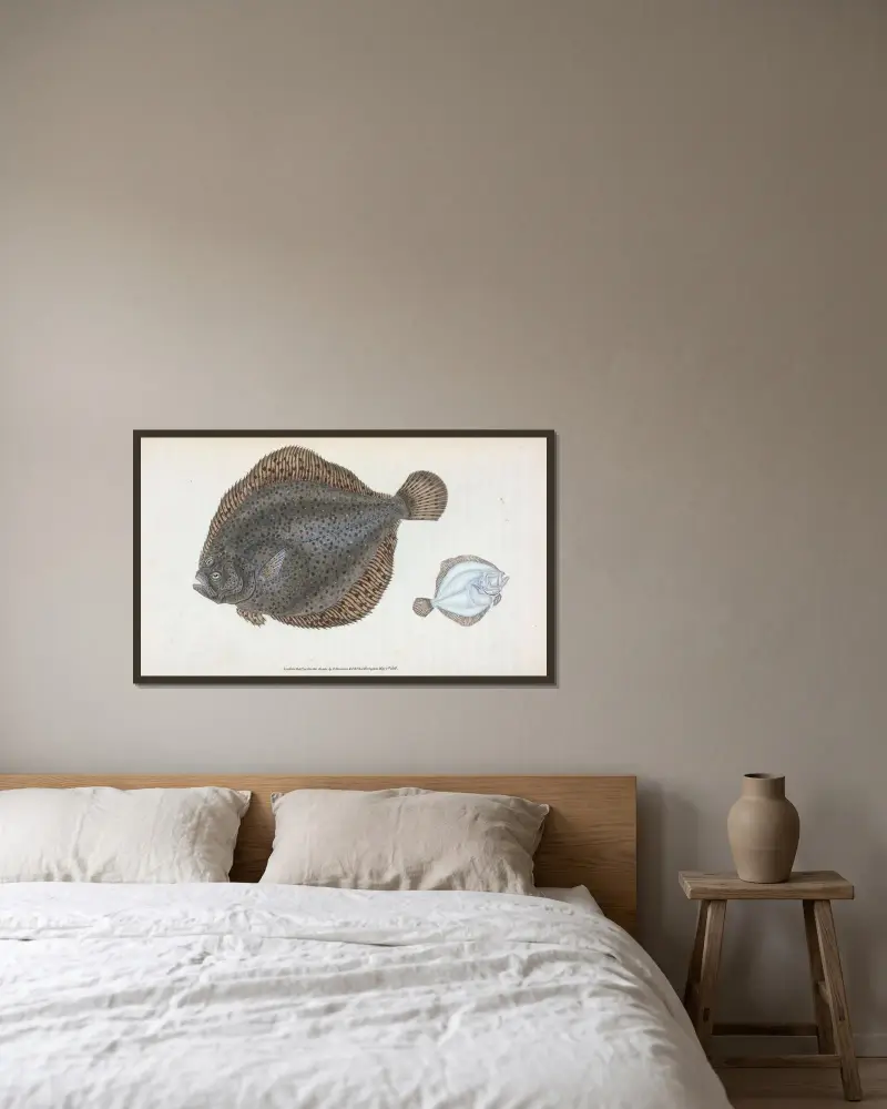Brill, Pleuronectes Rhombus von Edward Donovan gerahmt an einer Wand