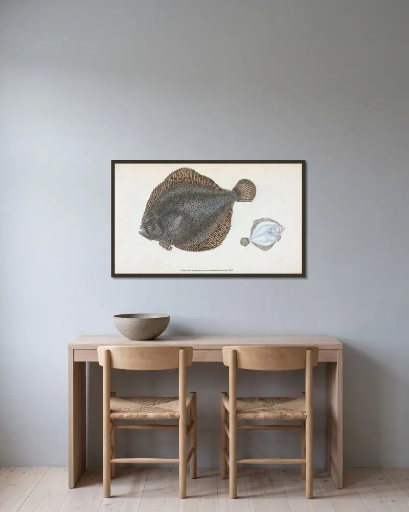 Brill, Pleuronectes Rhombus von Edward Donovan gerahmt an einer Wand