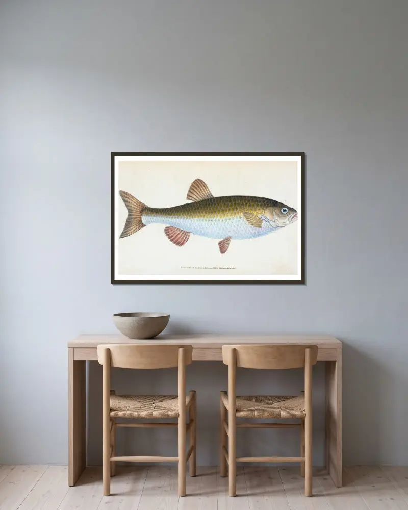Chub, Cyprinus Jeses, Edward Donovan w ramie na ścianie