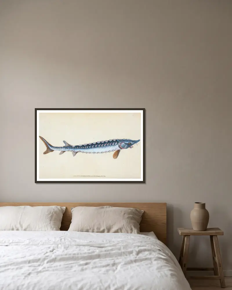 Gemeiner Stör, Acipenser Sturio von Edward Donovan gerahmt an einer Wand
